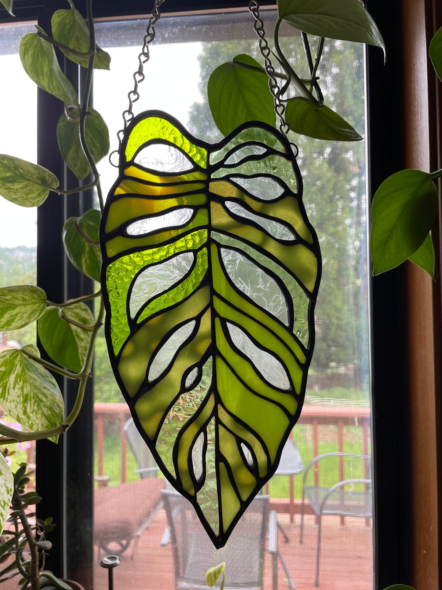 Variegated Monstera Leaf