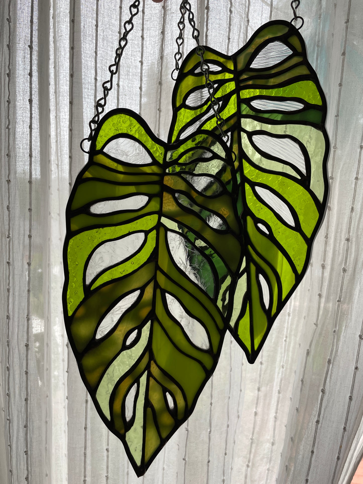 Variegated Monstera Leaf